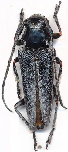 Réf. 168 362 : Phytoecia cinerascens