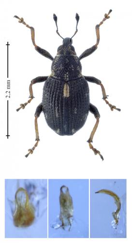 Rhinoncus perpendicularis