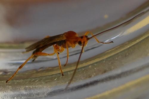 Réf. 168 461 : Aleiodes sp.