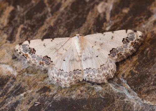 Réf. 168 676 : Scopula decorata