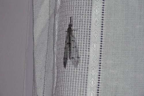 Distoleon tetragrammicus
