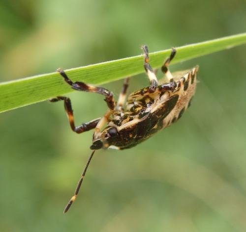 Pinthaeus sanguinipes