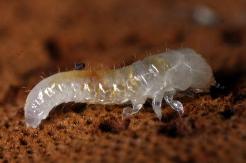 Neomida haemorrhoidalis