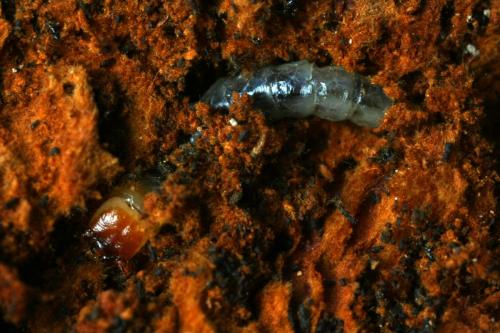 Neomida haemorrhoidalis