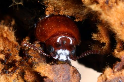 Neomida haemorrhoidalis