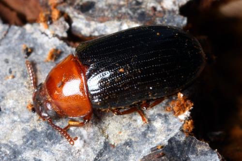 Neomida haemorrhoidalis
