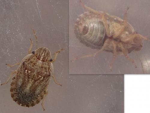 Réf. 168 628 : Sciocoris cursitans
