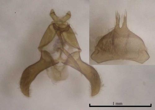 Scythris obscurella