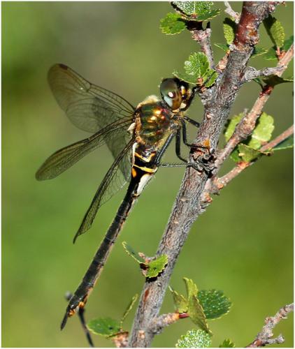 Somatochlora arctica