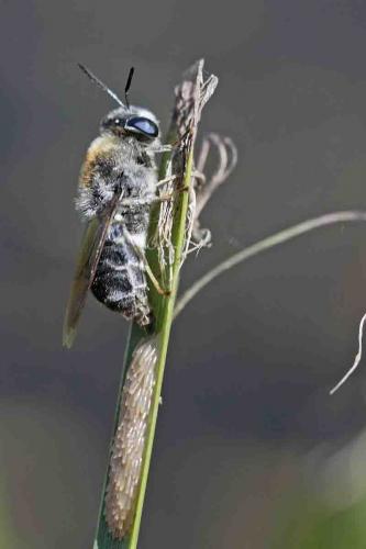 Stratiomys longicornis