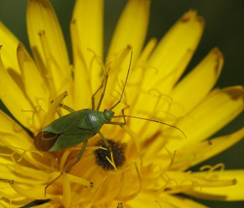Réf. 168 272 : Calocoris affinis