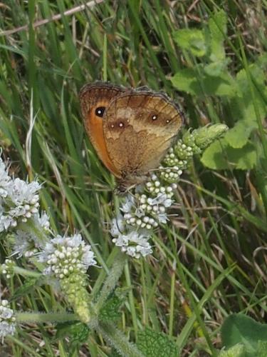 Réf. 168 047 : Pyronia tithonus