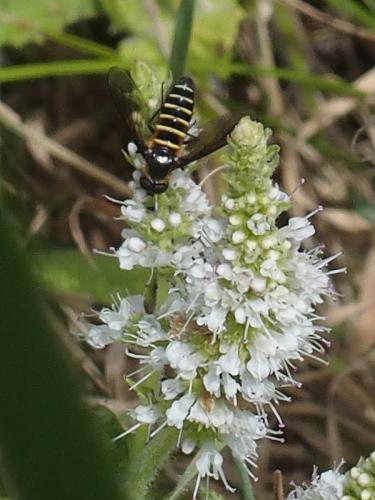 Lomatia sp.