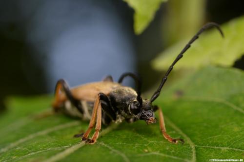 Réf. 168 059 : Stictoleptura rubra