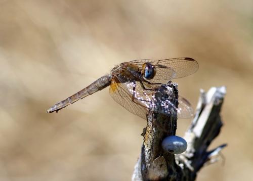 Réf. 168 123 : Crocothemis erythraea