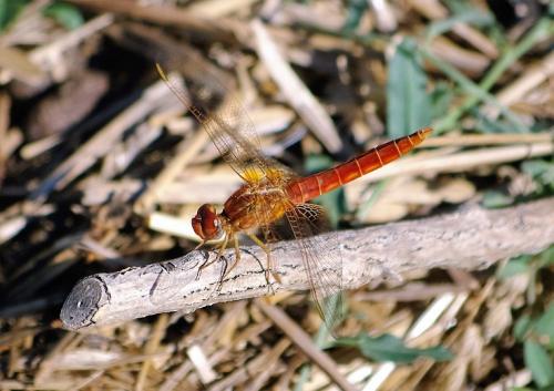 Crocothemis erythraea