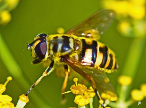 Réf. 168 626 : Myathropa florea