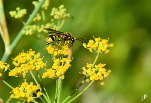Eumenes sp.
