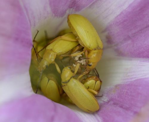 Réf. 168 379 : Cteniopus sulphureus