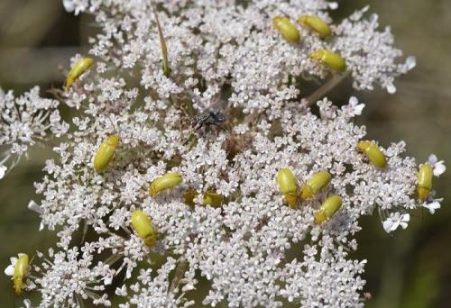 Réf. 168 380 : Cteniopus sulphureus