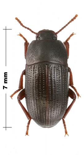 Pedinus ragusae