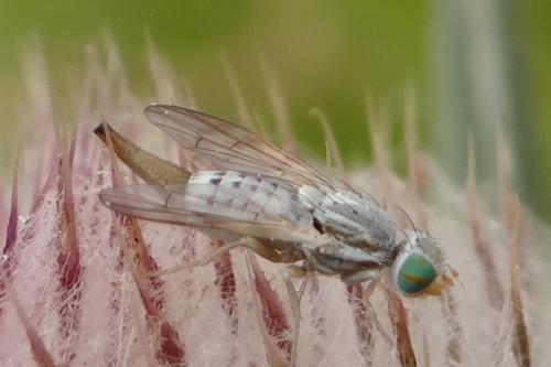 Réf. 168 052 : Terellia longicauda