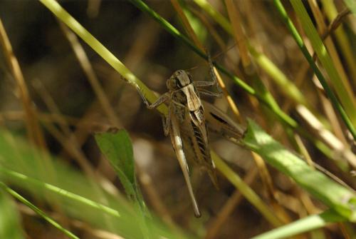 Tessellana tessellata tessellata