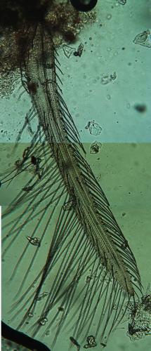 Thrips major