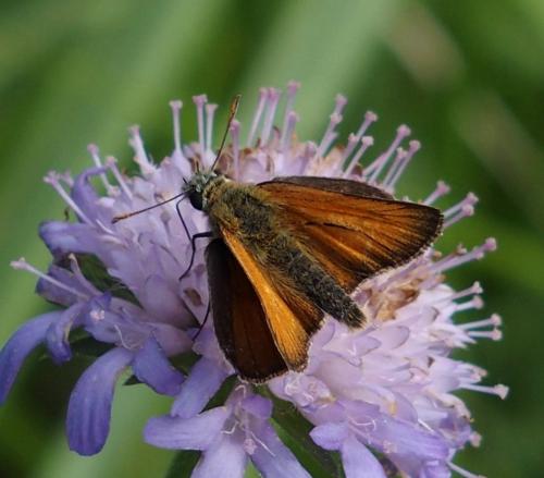 Réf. 168 463 : Thymelicus sylvestris