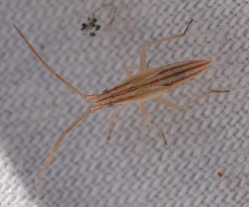 Réf. 168 029 : Trigonotylus pulchellus