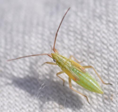 Réf. 168 030 : Trigonotylus pulchellus