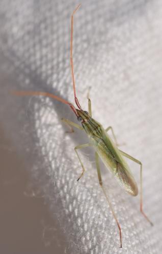 Réf. 168 053 : Trigonotylus pulchellus