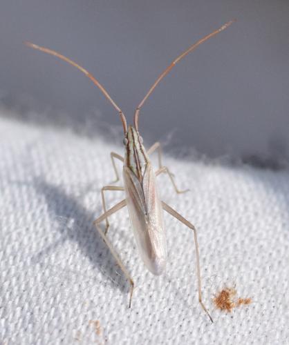 Réf. 168 032 : Trigonotylus pulchellus