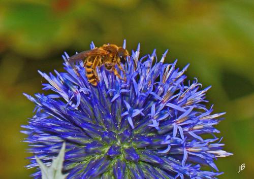 Halictus scabiosae