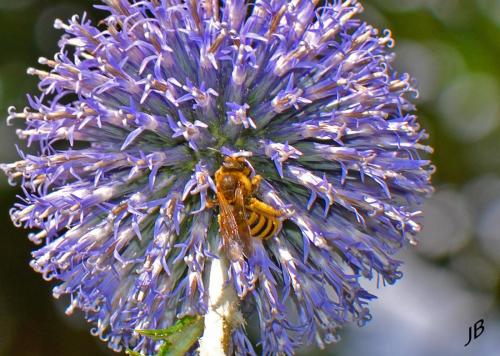 Halictus scabiosae