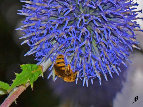 Halictus scabiosae