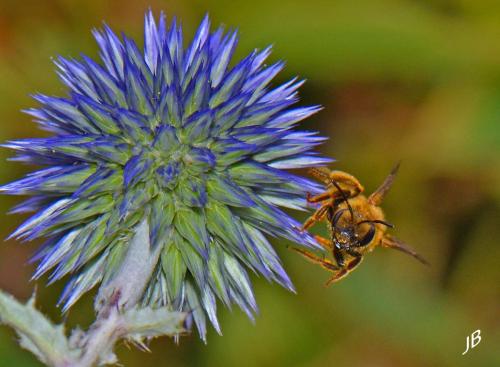 Réf. 168 357 : Halictus scabiosae