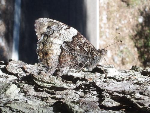 Réf. 168 964 : Hipparchia sp.