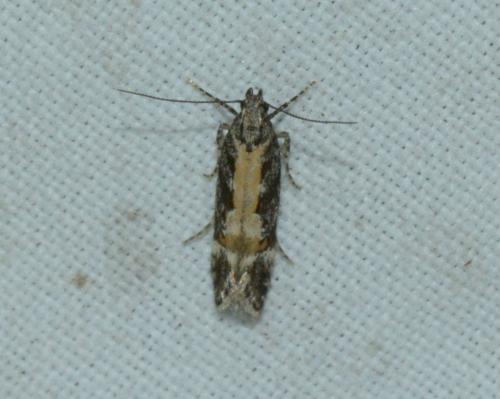 Aristotelia sp.