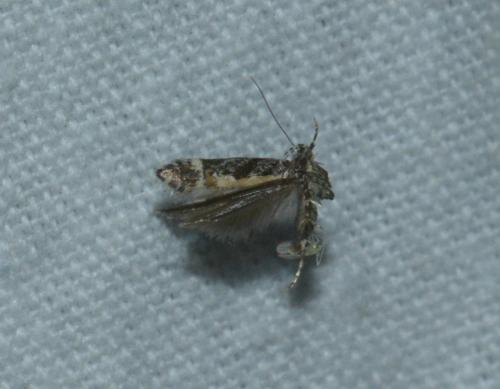 Aristotelia sp.