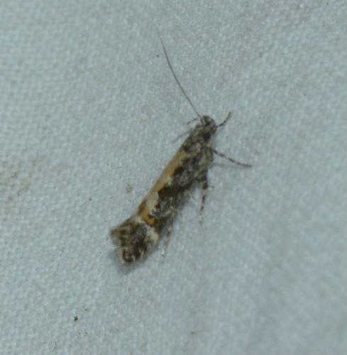Aristotelia sp.