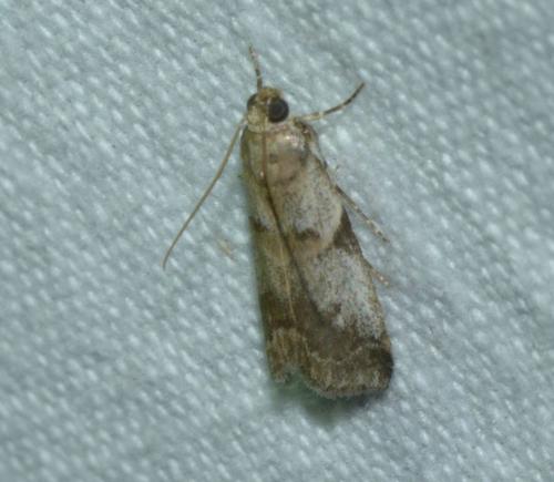 Acrobasis fallouella