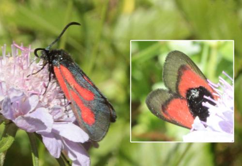 Zygaena sp.