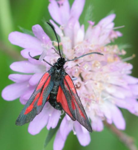 Réf. 168 169 : Zygaena osterodensis
