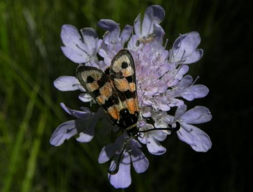 Zygaena fausta
