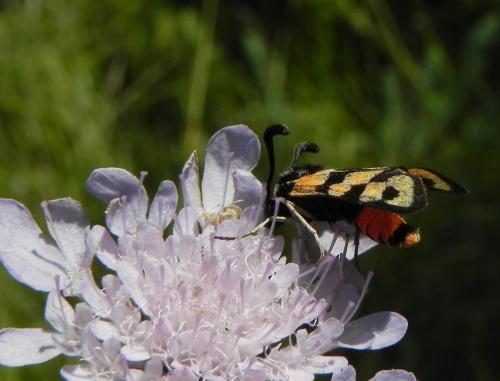 Zygaena fausta