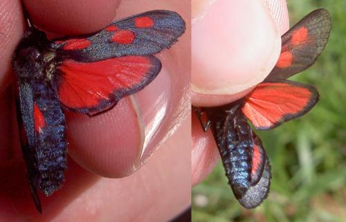 Réf. 168 068 : Zygaena trifolii