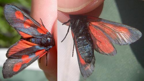Zygaena trifolii