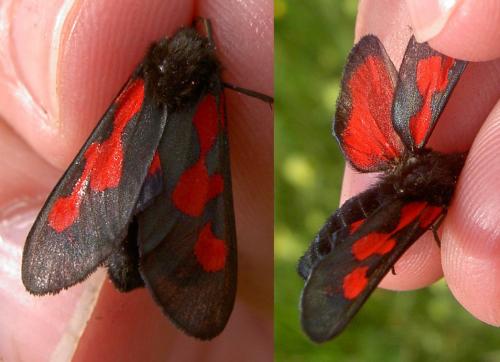 Zygaena trifolii
