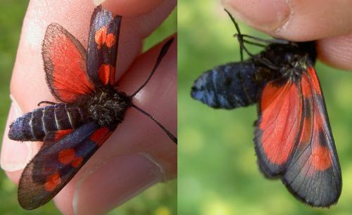 Zygaena trifolii
